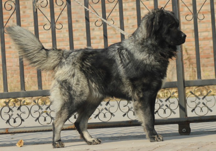 选购出售俄罗斯纯血系高加索牧羊犬巴格拉特的孙子巴特