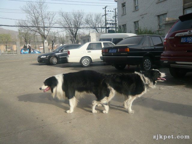 大狗照片