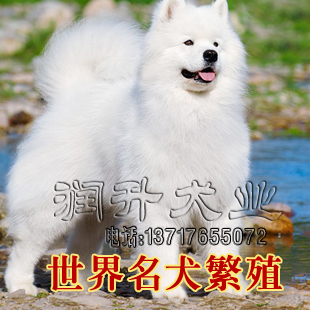 种犬.jpg