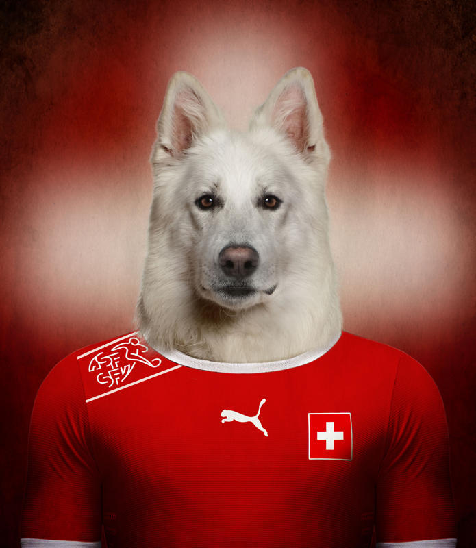 瑞士 白色瑞士牧羊犬.jpg