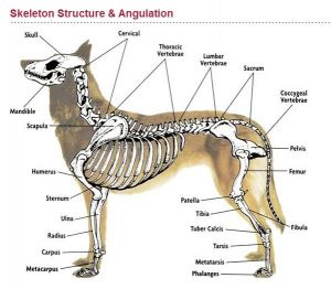 马犬的标准图解