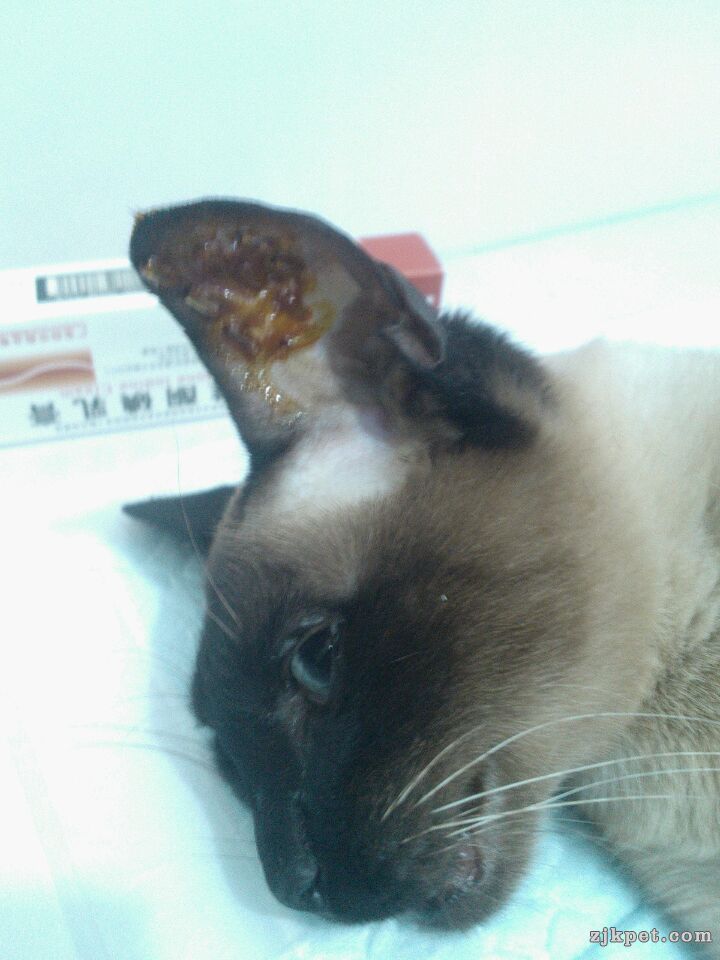 一例猫的耳血肿手术