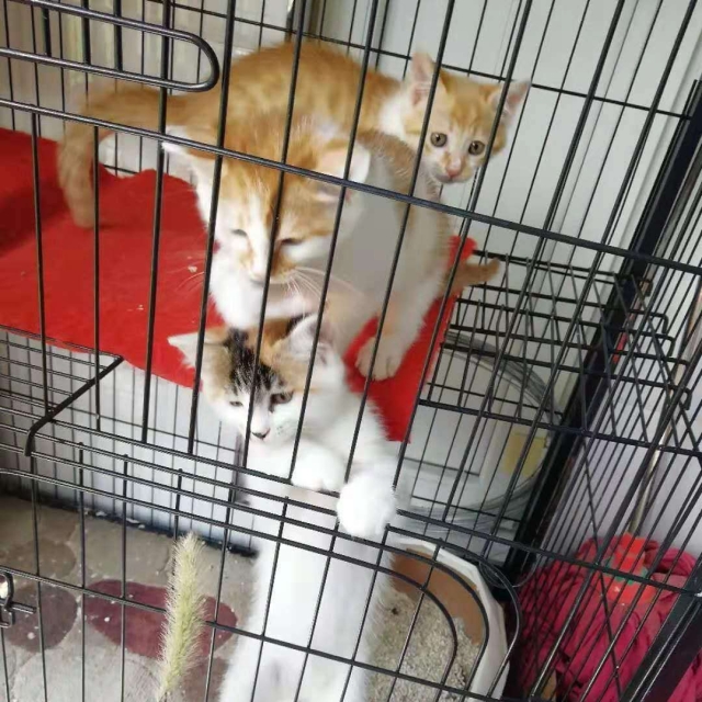 免费送养橘猫两只自家猫生的小橘猫活泼可爱(๑• . •๑)健康漂亮快三个月 